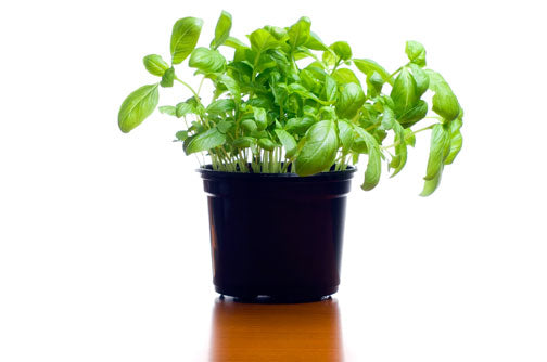 Basilico Fresco - 2 Piantine Pronte Per Trapianto | Vivaio Italiano Per Orto E Balcone - Foto 7